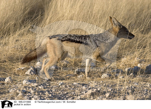 Schabrackenschakal in Bewegung / jackal in action / WS-01566