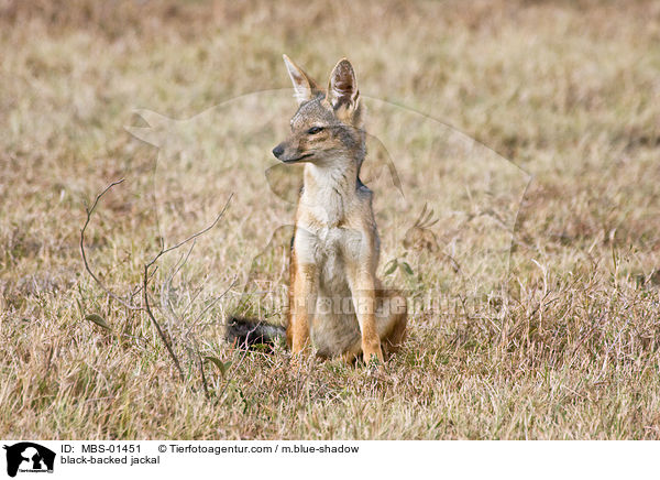 black-backed jackal / MBS-01451