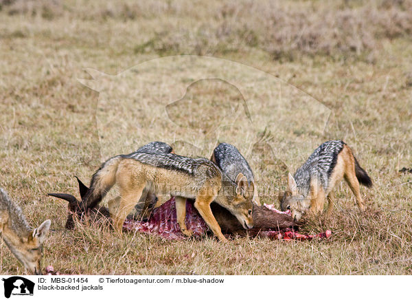 Schabrackenschakale / black-backed jackals / MBS-01454
