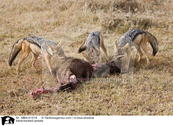 black-backed jackals / MBS-01519