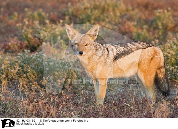 Schabrackenschakale / black-backed jackals / HJ-03136