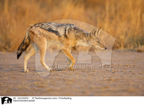 black-backed jackal / HJ-03203