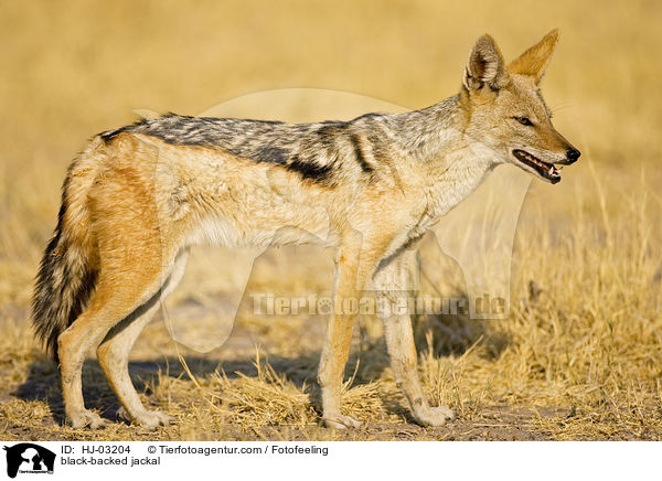 black-backed jackal / HJ-03204