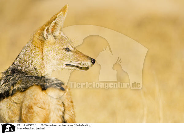 black-backed jackal / HJ-03205