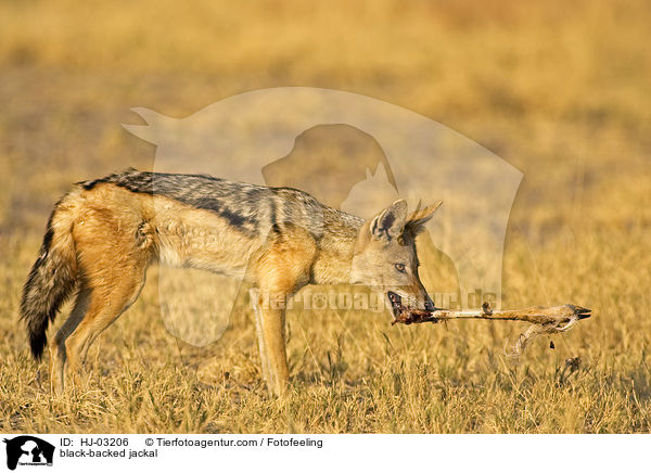 black-backed jackal / HJ-03206