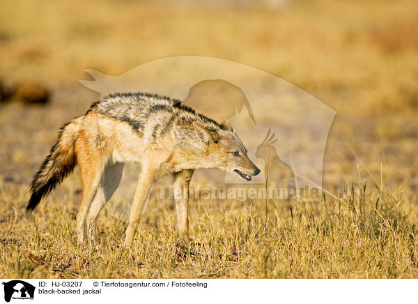 black-backed jackal / HJ-03207