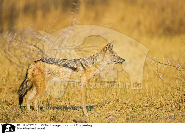 black-backed jackal / HJ-03211