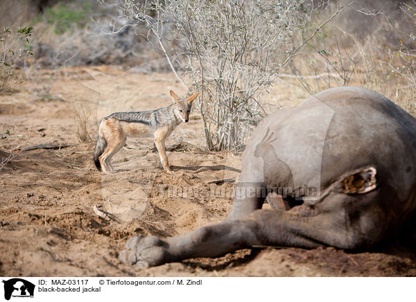 black-backed jackal / MAZ-03117