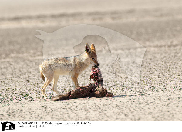 Schabrackenschakal / black-backed jackal / WS-05612