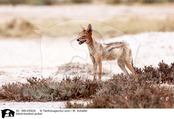 Schabrackenschakal / black-backed jackal / WS-05928