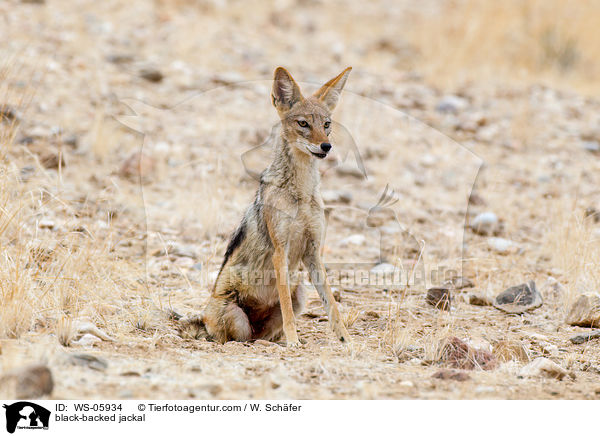 black-backed jackal / WS-05934