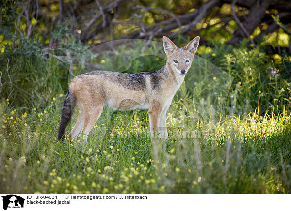 Schabrackenschakal / black-backed jackal / JR-04031