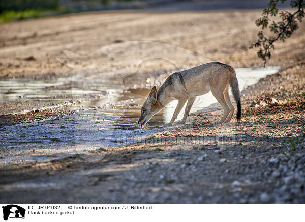 Schabrackenschakal / black-backed jackal / JR-04032
