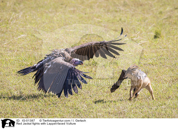 Schabrackenschakal kmpft mit Ohrengeier / Red Jackal fights with Lappet-faced Vulture / IG-01387