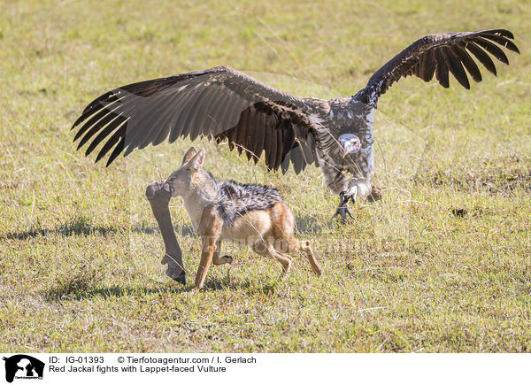 Schabrackenschakal kmpft mit Ohrengeier / Red Jackal fights with Lappet-faced Vulture / IG-01393