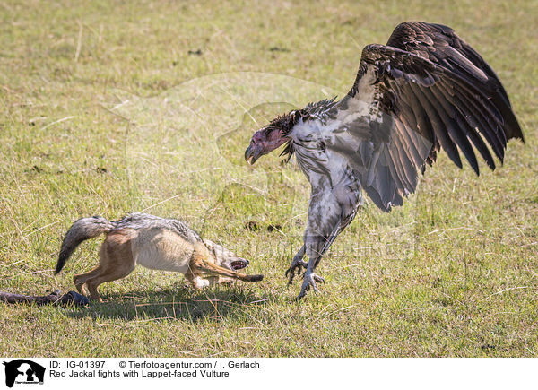 Schabrackenschakal kmpft mit Ohrengeier / Red Jackal fights with Lappet-faced Vulture / IG-01397