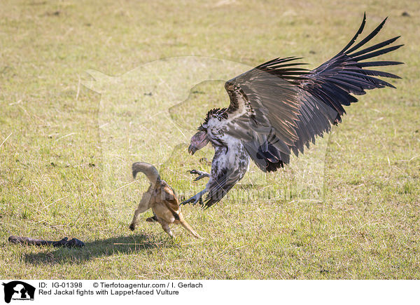 Schabrackenschakal kmpft mit Ohrengeier / Red Jackal fights with Lappet-faced Vulture / IG-01398