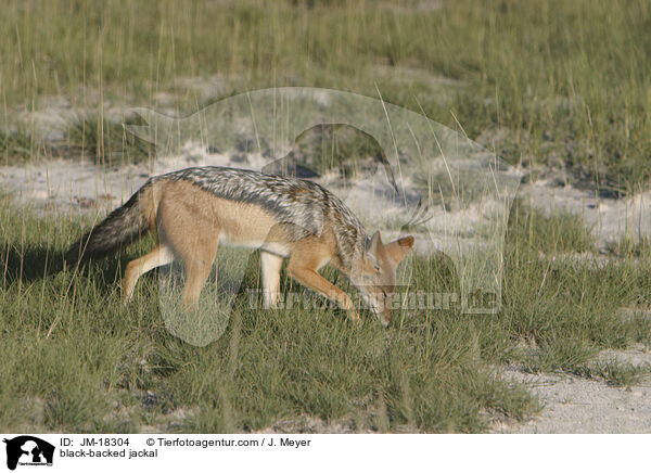 black-backed jackal / JM-18304