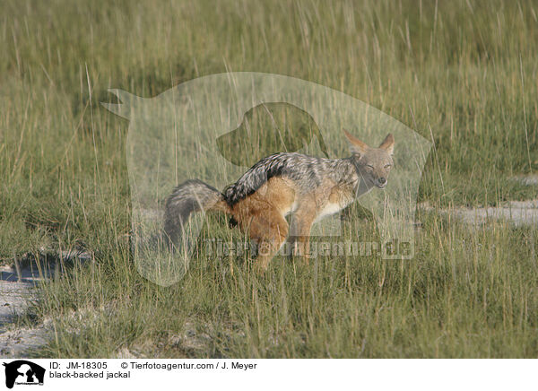 black-backed jackal / JM-18305
