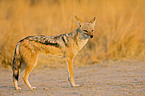 black-backed jackal