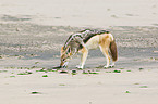 black-backed jackal