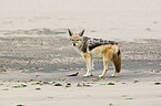 black-backed jackal