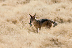 black-backed jackal