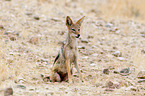 black-backed jackal