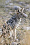 black-backed jackal
