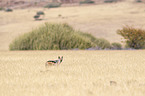 black-backed jackal