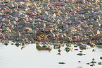 black-backed jackal
