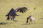 Red Jackal fights with Lappet-faced Vulture