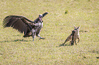 Red Jackal fights with Lappet-faced Vulture