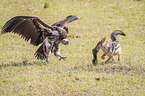 Red Jackal fights with Lappet-faced Vulture