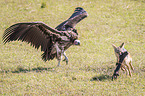 Red Jackal fights with Lappet-faced Vulture