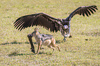 Red Jackal fights with Lappet-faced Vulture