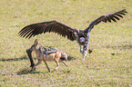 Red Jackal fights with Lappet-faced Vulture
