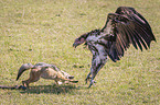 Red Jackal fights with Lappet-faced Vulture