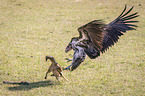 Red Jackal fights with Lappet-faced Vulture