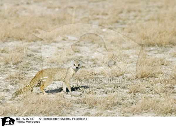 Yellow Mongoose / HJ-02187