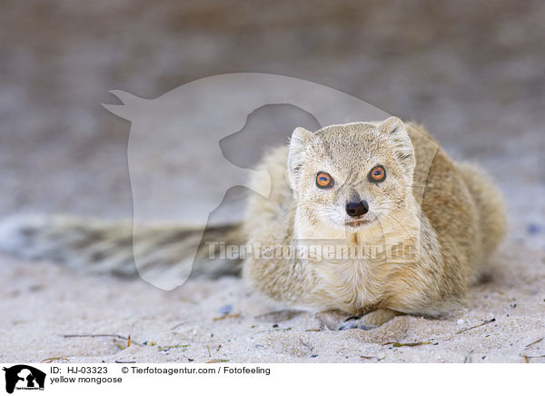 yellow mongoose / HJ-03323