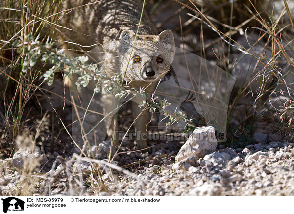 Fuchsmanguste / yellow mongoose / MBS-05979