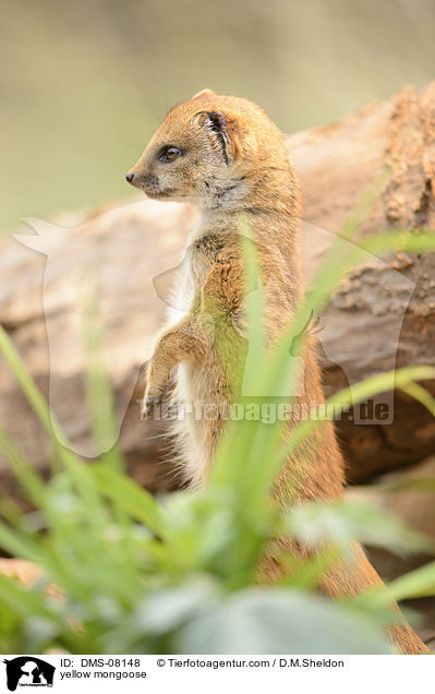 yellow mongoose / DMS-08148