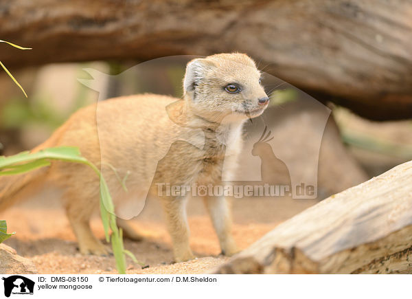 yellow mongoose / DMS-08150