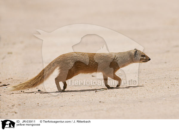 yellow mongoose / JR-03911