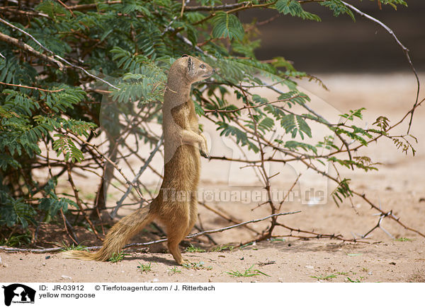 yellow mongoose / JR-03912