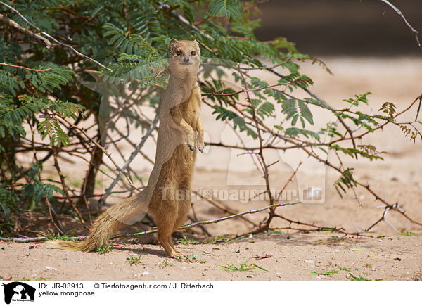 yellow mongoose / JR-03913