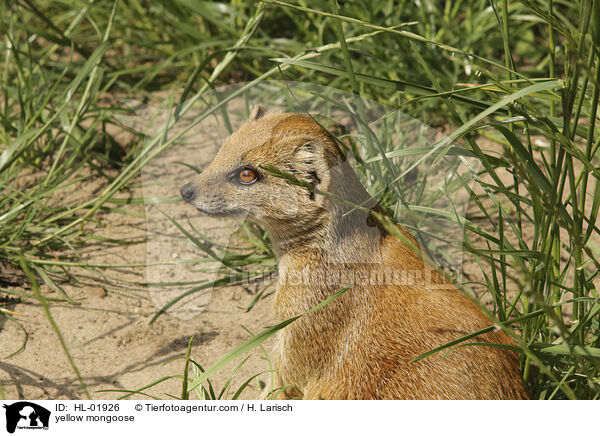 yellow mongoose / HL-01926