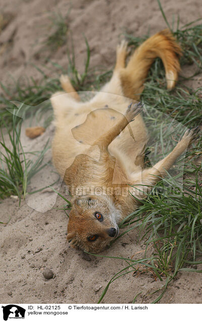 yellow mongoose / HL-02125