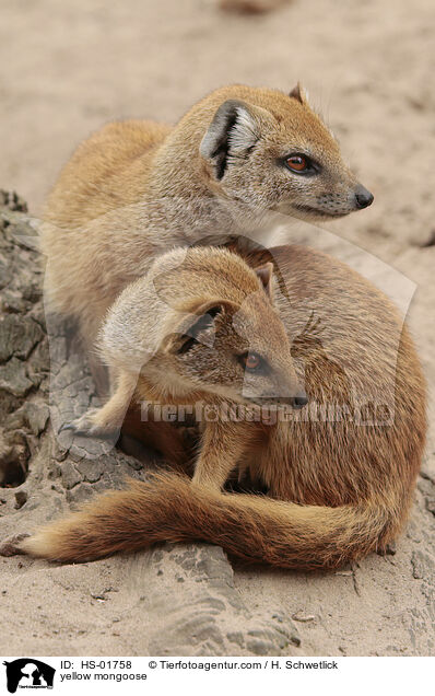 yellow mongoose / HS-01758